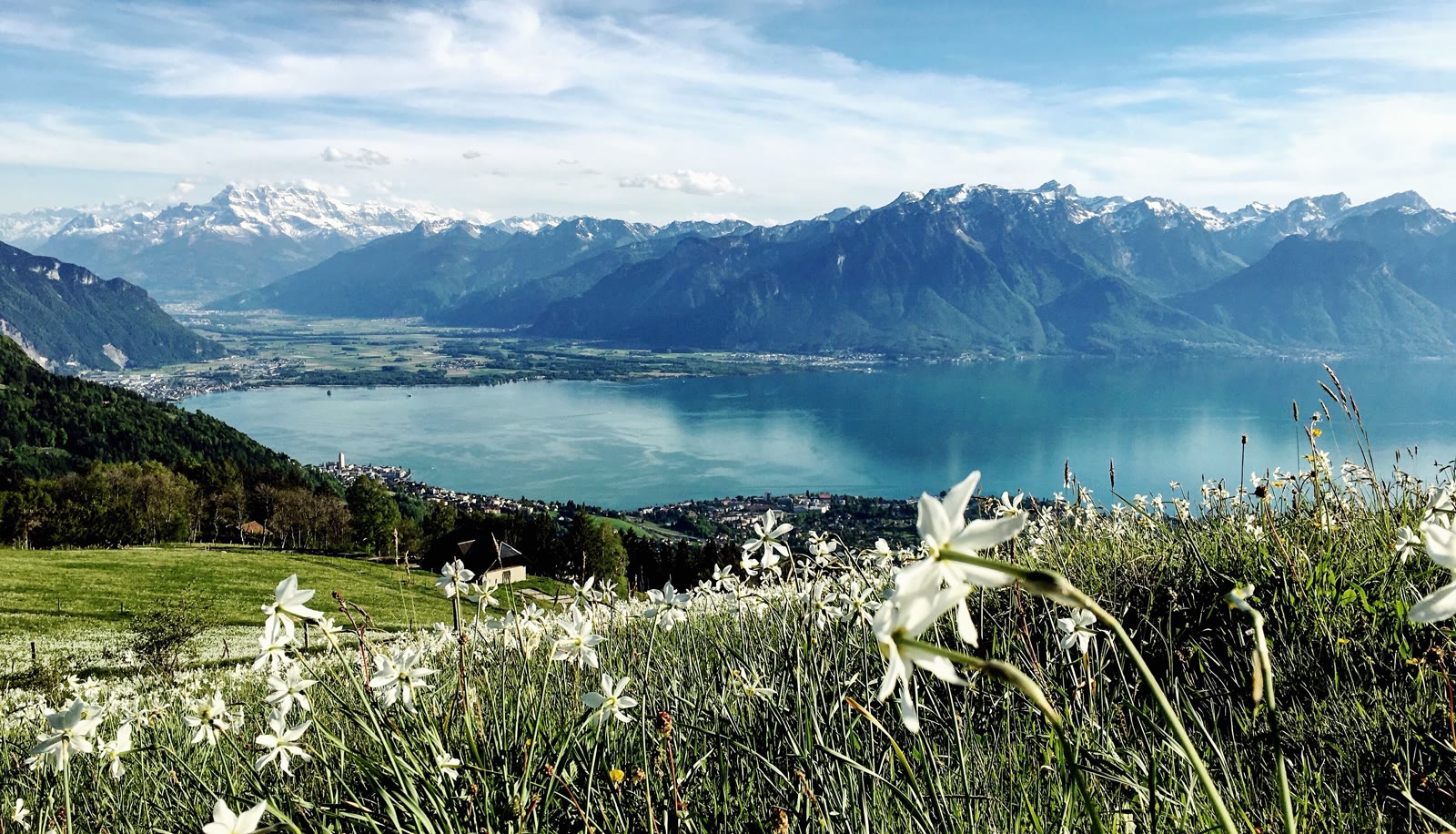 Champ de narcisses en fleur, vue sur le Léman et les Alpes depuis les hauts de Montreux